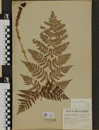 Image result for Blotiella