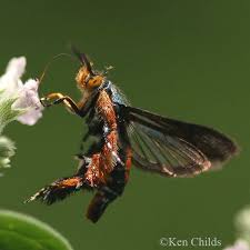 Image result for Isoberlinia angolensis