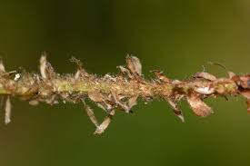 Image result for Elaphoglossum tanganjicense