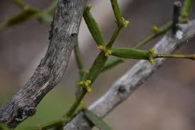 Image result for Viscum combreticola