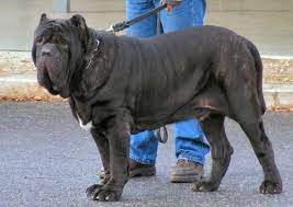 Growth Neapolitan Mastiff Puppy Weight Chart Neapolitan Mastiff