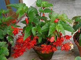Begonias Pictures With Names Common Name Hanging Basket Red Begonia Botanical Name Begonia Red Trees To Plant Hanging Baskets Flowers