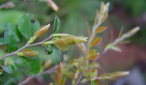 Image result for Diospyros natalensis