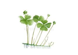 Image result for Marsilea minuta