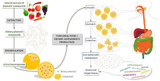 Encapsulation is a method of making a complex system easier to handle for end users. Role Of The Encapsulation In Bioavailability Of Phenolic Compounds Pharma Excipients
