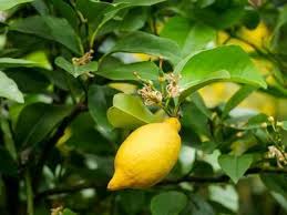 So schneiden, düngen, vermehren und überwintern sie die zitrone richtig. Den Zitronenbaum Uberwintern Im Wohnzimmer So Kann Es Funktionieren