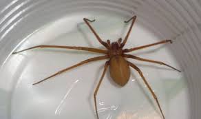 Ragno Violino Il Suo Morso Puo Essere Pericoloso Nelle Case Si Nasconde Tra La Biancheria E Dietro I Battiscopa