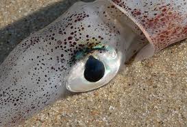 Picture of Myopsida
