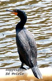 The largest of parrots in florida and on this list, this massive bird is entirely blue on the upper parts and golden yellow beneath. Birds Of Florida Page 4 Of 5