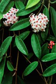 Image result for hoya plant flower