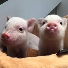 He is following her growth and he should be exceptionally small like she is. Mini Pigs For Adoption Home Facebook