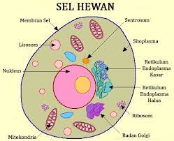 Check spelling or type a new query. Sel Hewan