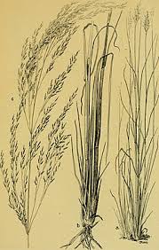 Image result for Eragrostis rotifer