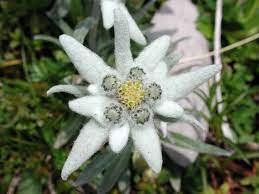 50 Edelweiss Leontopodium Alpinum White Flower Seeds Flat Etsy In 2021 Edelweiss Flower Flower Seeds Flower Seed Gifts