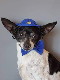 Dog Kippah Hanukkah Hat And Bow Set For Dog Or Cat Etsy Hanukkah Hat Dog Hat Quality Dog