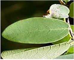 Image result for Cleistanthus