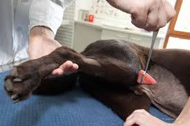 Patella Luxation Beim Hund Tiermedizinportal