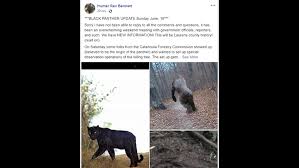 The south adelaide football club adopted a black panther as logo in 1957. Alleged Laurens County Black Panther Sighting Drives Internet Wild 13wmaz Com