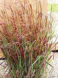 Sie gehört zu der familie der süßgräser (poaceae). Panicum Virgatum Rotstrahlbusch Rutenhirse Rotstrahlbusch Gunstig Kaufen