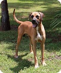 Maybe you would like to learn more about one of these? Jupiter Fl Great Dane Meet Buster A Pet For Adoption
