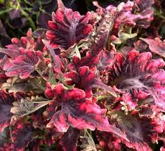 Image result for Coleus tetragonus