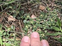 Image result for Guilleminea densa