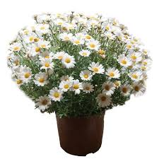 Image result for foto Kopretina