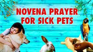 Prayer for when a dog dies (a prayer suitable for a dog memorial service or card) father in heaven, thank you for the joy we have felt over the years of having such a beautiful pet dog. Novena Prayer For Sick Pets Youtube