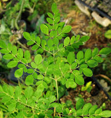 Image result for Moringa oleifera