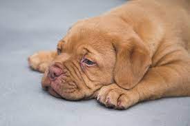 Doté d'un physique imposant, ce chien sera capable d'assurer la garde avec vigilance et courage tout en restant calme et affectueux. Cane Dogue De Bordeaux Caratteristiche Alimentazione E Carattere