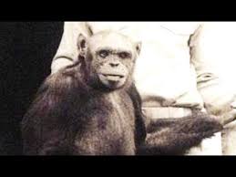 It's time for the law to stop wildlife killers in their tracks by banning. The Giant Chimpanzee Society Of The Congo That Are Able To Take Down Lions Bigfoottimes