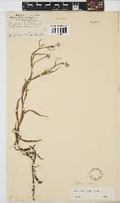 Image result for Adenia rumicifolia