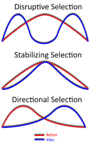 Here How You Can Introduce Types Of Natural Selection To