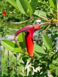Image result for Erythrina crista-galli