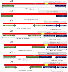 Frontiers | Sex- versus apomixis-specific polymorphisms in the 5′UTR of  APOLLO from Boechera shift gene expression from somatic to reproductive  tissues in Arabidopsis