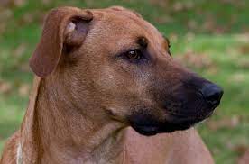 Black Mouth Cur Dog Breed Health Grooming Feeding Temperament And Puppies Petguide