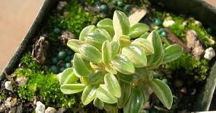 peperomia nivalis suculentas plantas peperomias