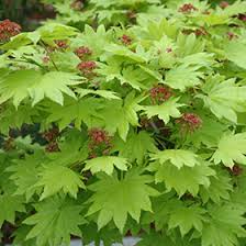 The golden full moon japanese maple is a striking and beautiful small tree, reaching 15 feet tall, and the same across. Golden Full Moon Maple Acer Shirasawanum Aureum In Burlington Waterdown Dundas Ontario Ontario On At Connon Nurseries