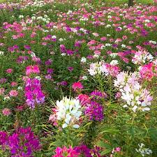 Image result for Cleome schimperi