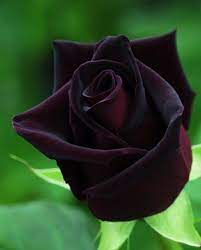 رقص شرقي دماار جامد جدا قميص نوم اسود سكسي للكبار فقط. The Flower Library A Twitter ÙŠÙ†Ù…Ùˆ ÙˆØ±Ø¯ Ø§Ù„Ø¬ÙˆØ±ÙŠ Ø§Ù„Ø£Ø³ÙˆØ¯ Ø§Ù„Ù†Ø§Ø¯Ø± ÙÙŠ Ù‚Ø±ÙŠØ© Ù‡Ù„ÙÙŠØªÙŠ ÙÙŠ ØªØ±ÙƒÙŠØ§ ÙˆØ±ØºÙ… Ø£Ù† Ù„ÙˆÙ†Ù‡Ø§ ÙŠØ¨Ø¯Ùˆ Ø£Ø³ÙˆØ¯Ø§ Ø¥Ù„Ø§ Ø£Ù†Ù‡ ÙÙŠ Ø§Ù„Ø­Ù‚ÙŠÙ‚Ø© Ù„ÙˆÙ† Ù‚Ø±Ù…Ø²ÙŠ Ø¯Ø§ÙƒÙ†