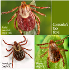 Are there fleas in colorado. Fleas Ticks In Grand Junction Amigo Animal Clinic