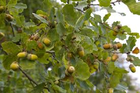 Letzte Mahlzeiten Der Dachse Looduskalender