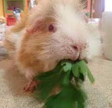New winners new sows 2019 sale dates & litters posted! Vitamin C Supplements For Guinea Pigs Veterinary Partner Vin