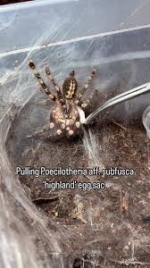 Image result for Centema subfusca