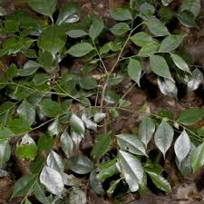 Image result for Dicranolepis