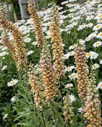 Opening hours for florists in alexandria, va. Jim S Favorite Foxglove Digitalis Flower Garden Seeds