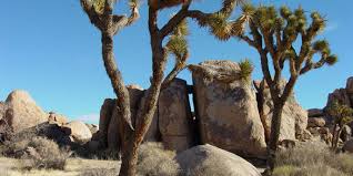 Join me on a trip exploring this dr. Joshua Tree National Park Geology