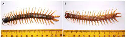 Clinical Consequences Of Centipede Bite Is It Neurotoxic