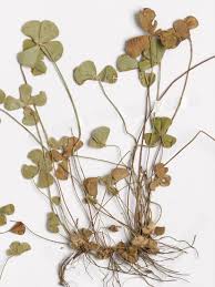 Image result for Marsilea