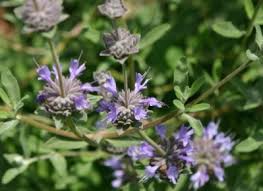 Other flowers to plant now from seed or as seedlings include zinnias, bachelor buttons, sunflowers, marigolds, gomphrena, a.k.a. Salvia Best California Native Easy To Grow Southern California